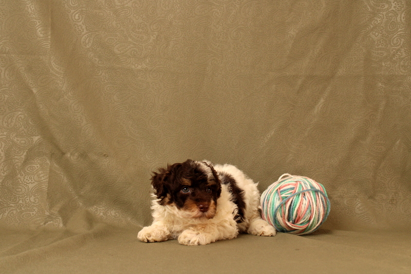 puppy, for, sale, Toy Poodle, Matthew B. Stoltzfus, dog, breeder, Gap, PA, dog-breeder, puppy-for-sale, forsale, nearby, find, puppyfind, locator, puppylocator, aca